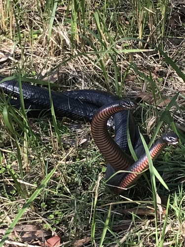 Red-bellied Black Snake sighting