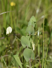 Lathyrus aphaca
