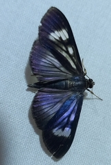 Lepidoptera