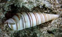 Pyramidella dolabrata