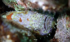 Antennatus tuberosus