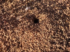 Novomessor albisetosus