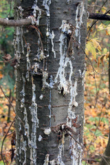 Polygraphus proximus