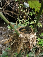 Sephanoides sephaniodes