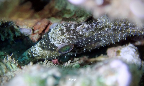 Cantherhines verecundus, 2022-09-03
