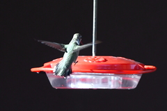 Archilochus alexandri