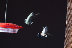 Selasphorus platycercus