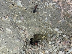 Myrmecocystus melliger