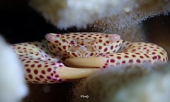 Trapezia rufopunctata