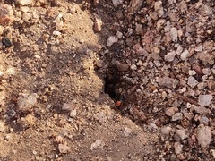 Myrmecocystus melliger