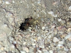 Myrmecocystus melliger