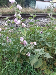 Althaea taurinensis