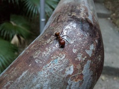 Camponotus nicobarensis
