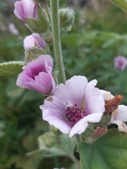 Althaea taurinensis