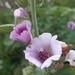 Althaea taurinensis - Photo (c) danielaio, some rights reserved (CC BY-NC), uploaded by danielaio