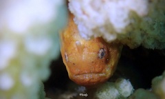 Antennatus tuberosus