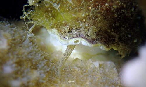 Monodonta, 2022-09-03