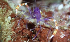 Stenopus tenuirostris