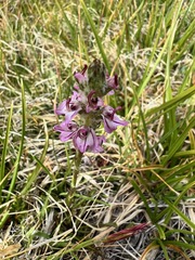 Pedicularis attollens