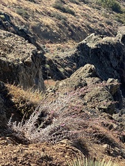 Stephanomeria cichoriacea