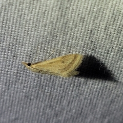 Microtheoris ophionalis