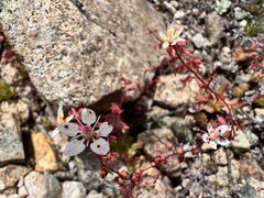 Micranthes bryophora