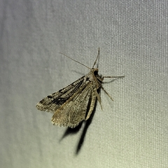 Digrammia continuata