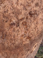 Camponotus sansabeanus