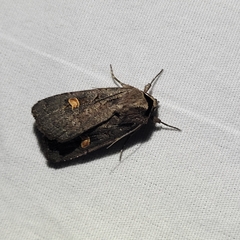 Adelphagrotis indeterminata