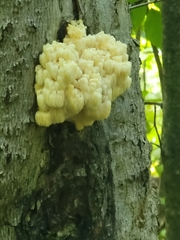 Hericium americanum
