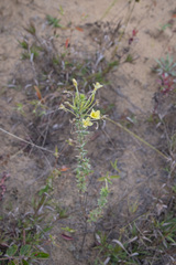 Oenothera clelandii