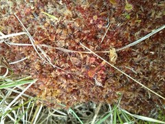 Sphagnum subnitens