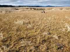 Physcomitrium immersum