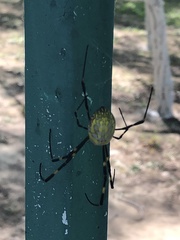 Trichonephila clavata