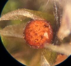 Physcomitrium immersum