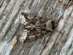 Allophyes oxyacanthae