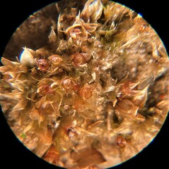 Physcomitrium immersum