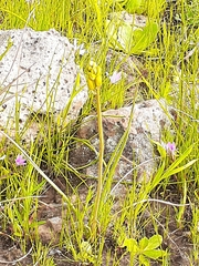 Bulbine bulbosa