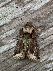 Allophyes oxyacanthae