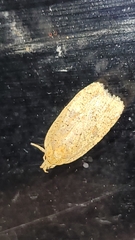 Agonopterix thelmae