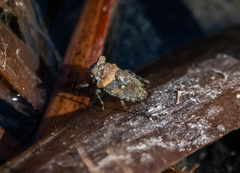 Gelastocoris oculatus