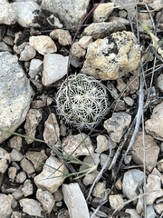 Coryphantha echinus
