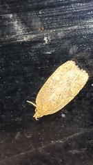 Agonopterix thelmae