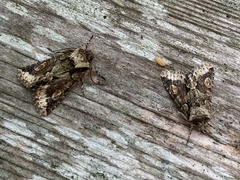 Allophyes oxyacanthae