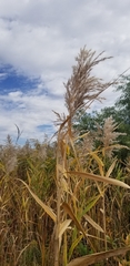 Phragmites australis americanus