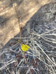 Calycadenia truncata