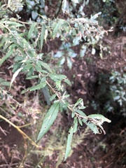 Olearia phlogopappa