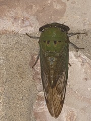 Neotibicen superbus