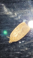 Agonopterix thelmae