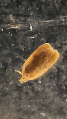 Agonopterix thelmae